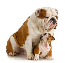 Happy Father's Day to all of the Bulldog fathers - and father figures - who are always there to provide support, help, and guidance to help our students succeed. #wchs