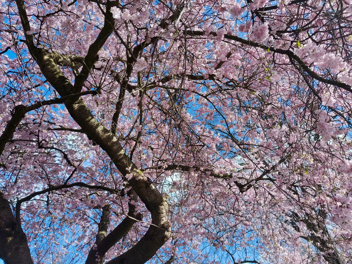Derby's great spring display has started...The boat season is about to start. Book your tickets now for April!

#derby #derbyuk @visitambervalley @visitderby @visitpeakdistrict @visitengland  #ecotourism #travel #boattrip