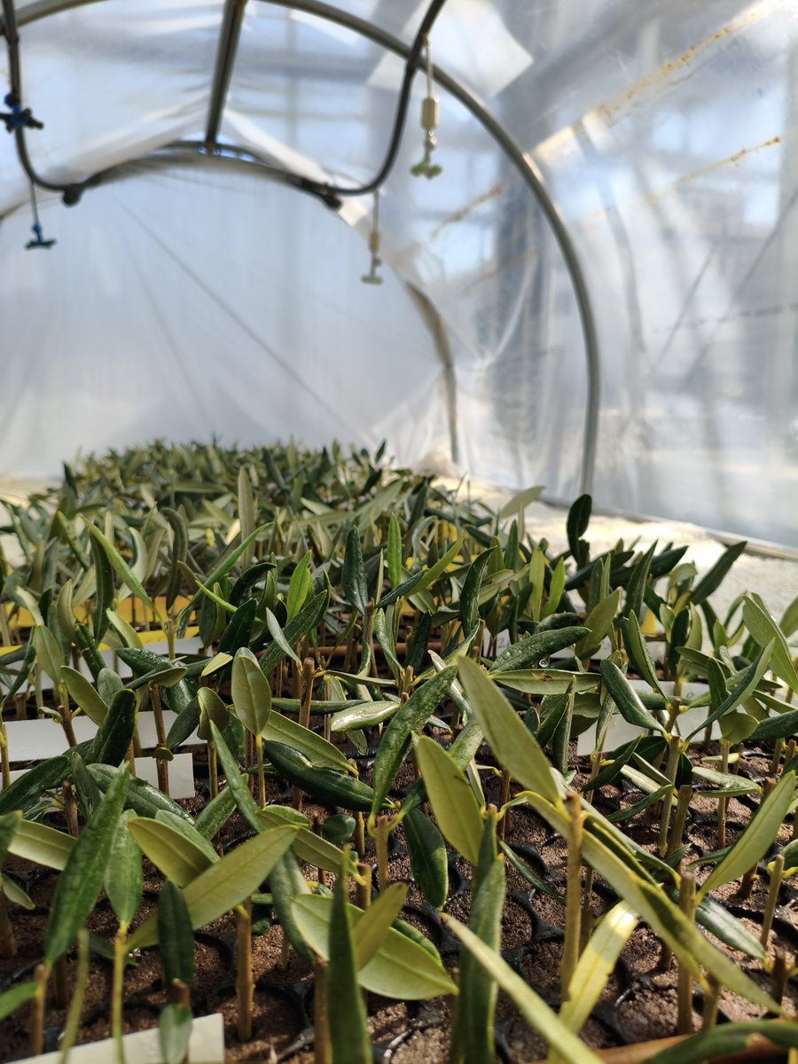 Fco Jesús Gómez tweet media