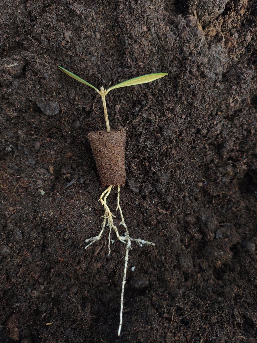 Fco Jesús Gómez tweet media