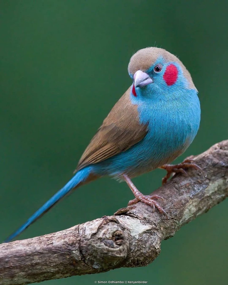 today's makeup inspo - "red cheeked cordon bleu"