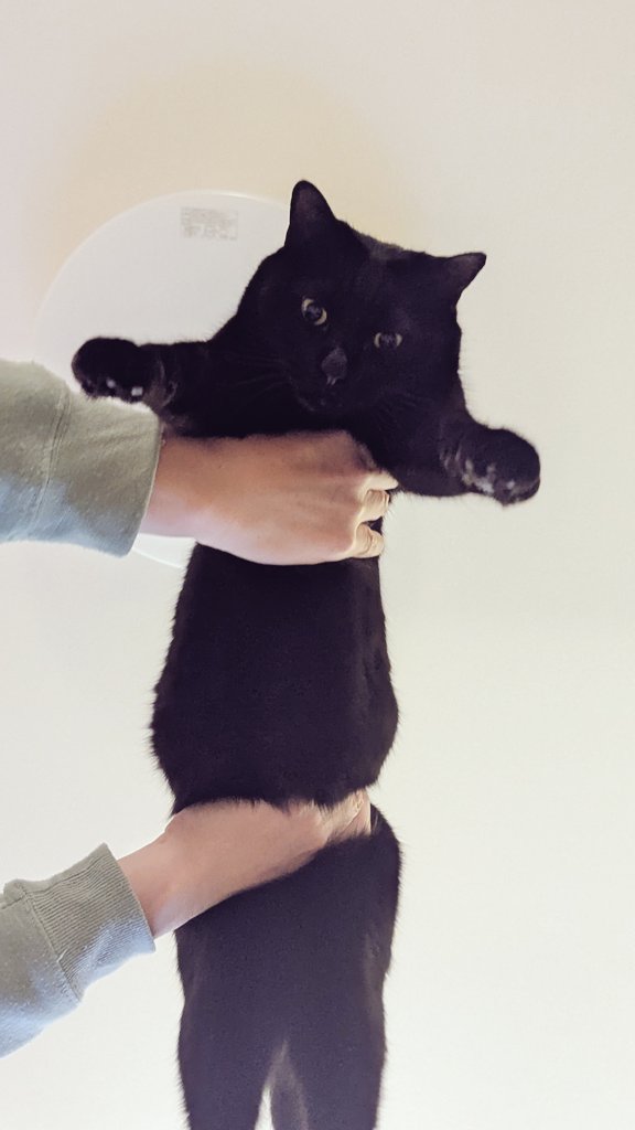親方！空から猫ちゃんが！ https://t.co/bZop6kYu5j