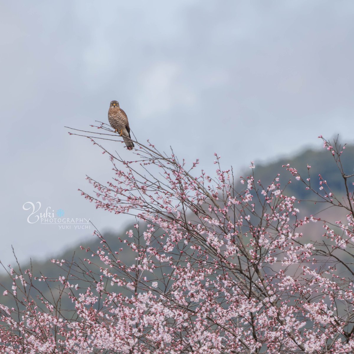 サシバ✨
🔹
🔹
今季初撮りの桜とサシバです😊
data:2025/0328
#サシバ
#ファインダー越しの世界 
#野鳥撮影