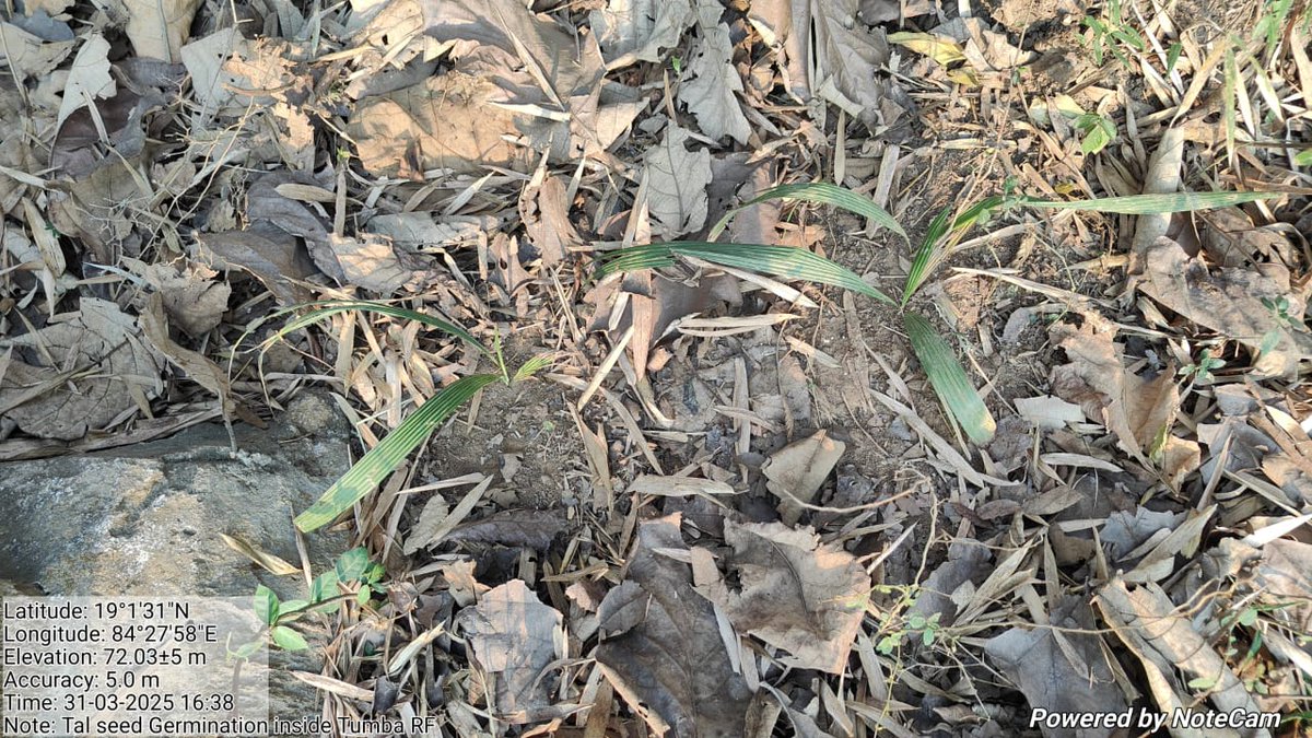 frospalli's tweet photo. Some pics of germination of Tala seedling inside Tumba RF of Samantiapalli Range planted last year during monsoon @dfobhmpr https://t.co/xntHeWrNcS