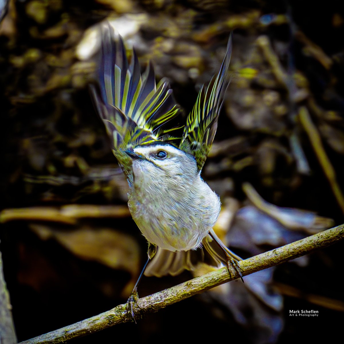 charlieschef's tweet photo. Golden-crowned Kinglet, Central Park, NYC. So much fun capturing these quick moving birds. https://t.co/IlAnL7K0U7 #birdphotography #natgeoyourshots #twitternaturephotography #wildlifeplanet #earthofficial #nycbirdalliance #centralparknyc #birds #BirdsSeenIn2025 #kinglets https://t.co/zl5jU2VMBK