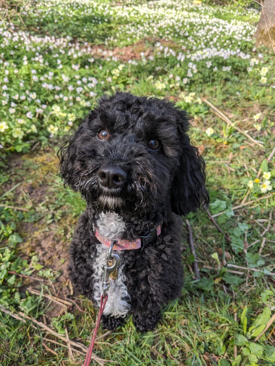 Lathrix's tweet image. Important puppy update!!

Still cute.