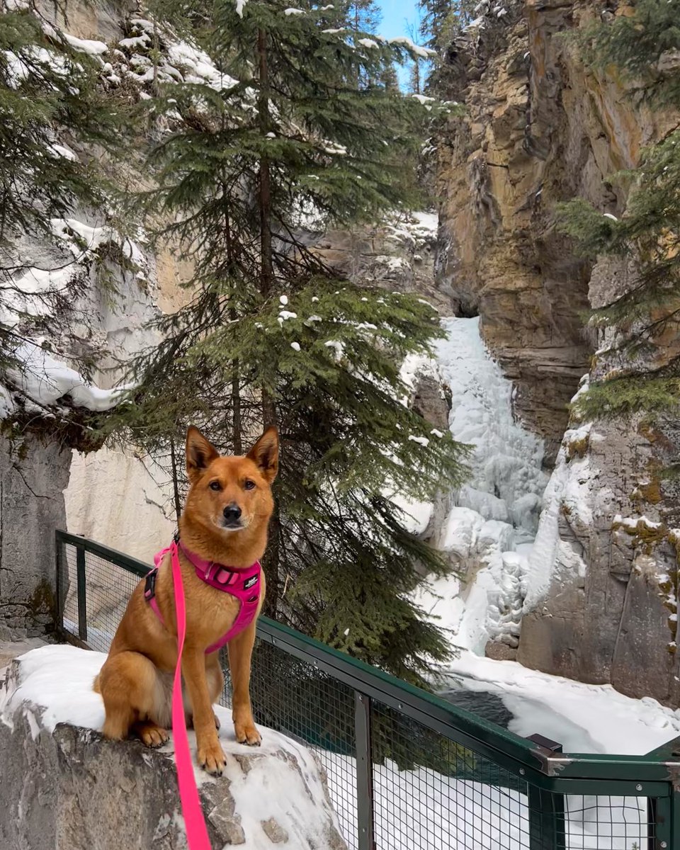 banfflakelouise's tweet photo. This month's #DogsOfBanff adventures took us to frozen falls and icy lakes ๐ถ
While @BanffNP is a pet-friendly destination, dogs must remain on a leash at all times.
๐ธ 1: vixeninthebowvalley
๐ธ 2: herbietheluvpup
๐ธ 3: theadventuresofrustyandbubba
๐ธ 4: oakleythemountainmutt https://t.co/qWyCkPZ1j0