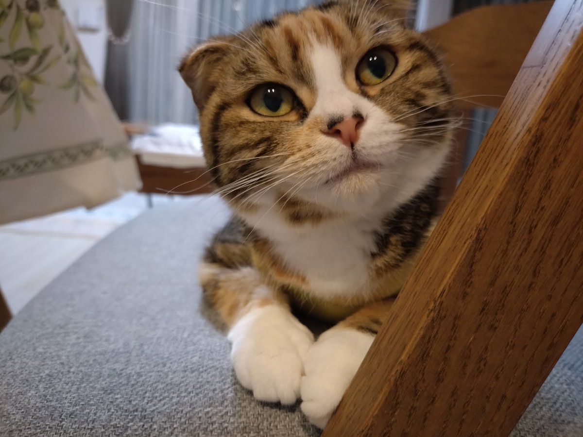 peppermint0726's tweet photo. かわいいウーちゃんあんちゃん🥹 https://t.co/JQiAuUHjl1