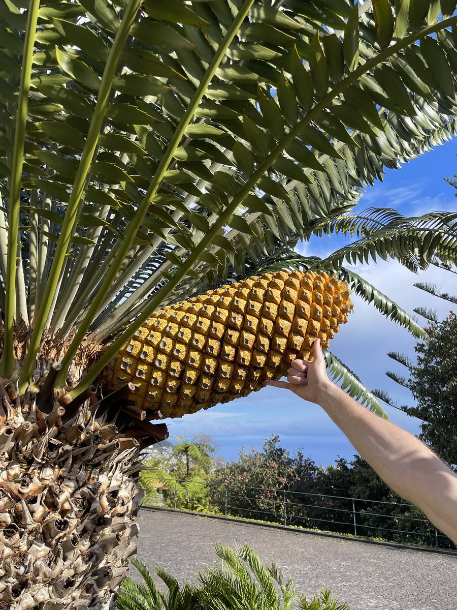 ‹‹ H i m ›› tweet media