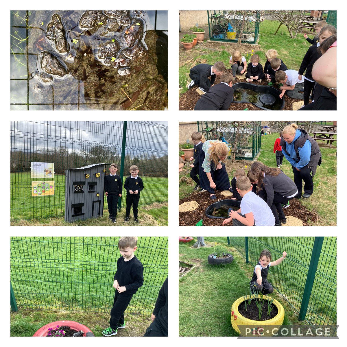 P3/2/1 (@whitecrossp1_2) on Twitter photo We enjoyed seeing the tadpoles in the pond today and seeing our flowers in our tyres! <a href="/KSBScotland/">Keep Scotland Beautiful</a> <a href="/RSPBScotland/">RSPB Scotland</a> We enjoyed seeing the tadpoles in the pond today and seeing our flowers in our tyres! <a href="/KSBScotland/">Keep Scotland Beautiful</a> <a href="/RSPBScotland/">RSPB Scotland</a>