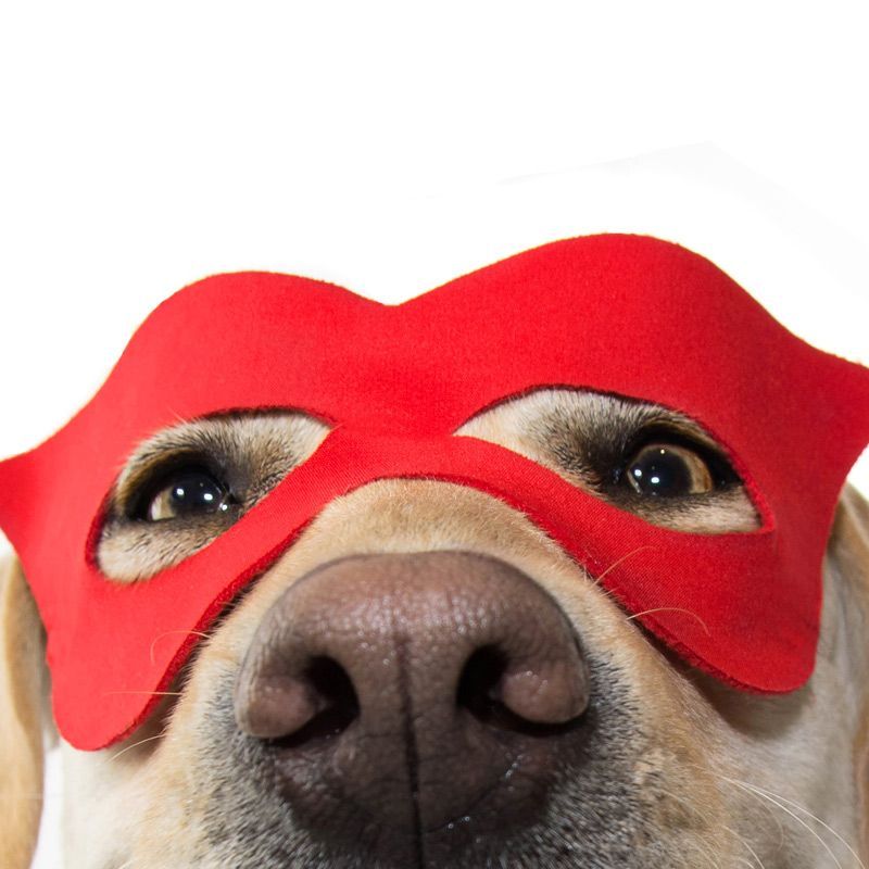 BryleySystems's tweet image. &quot;protect secret information by ... blacking out [info] you don’t want others to see. All conversions ... done in your browser using JavaScript. We don’t send a single bit about your input data to our servers …&quot; [free version] bryl.link/12d #privacy #anonymizer