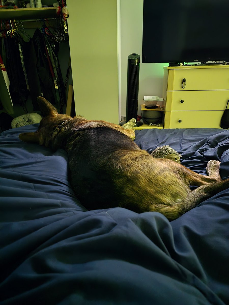 IDigGaming96's tweet image. Ugh, I want to get up and be productive, but I&apos;m too comfortable with my puppy right now 🤣😭🤣 #puppyproblems 🤣