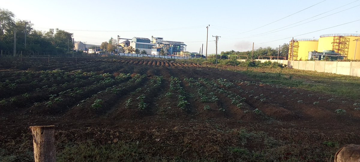 Hermoso y productivo trabajo se está desarrollando en la entrada de nuestra Empresa Refinadora de Aceites Santiago.Bendecidos todos
