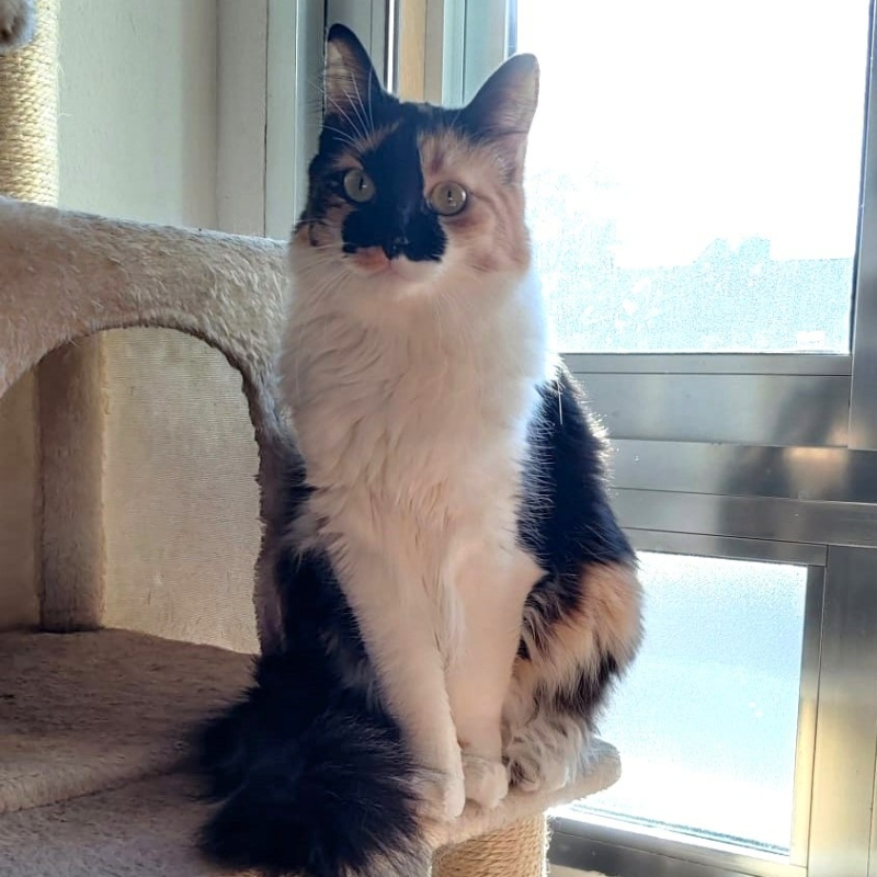 FaunaenCasa's tweet image. Mariah 🐱 fue adoptada por una #familia, pero un año después, ha vuelto a la #protectora, por causas que no tienen que ver con ella. Es una #gatita calicó de 4 años muy buena, aunque tímida. #AdoptaUnaGata en @PerrosMadGuada de #Madrid más información en bit.ly/42oHBBv