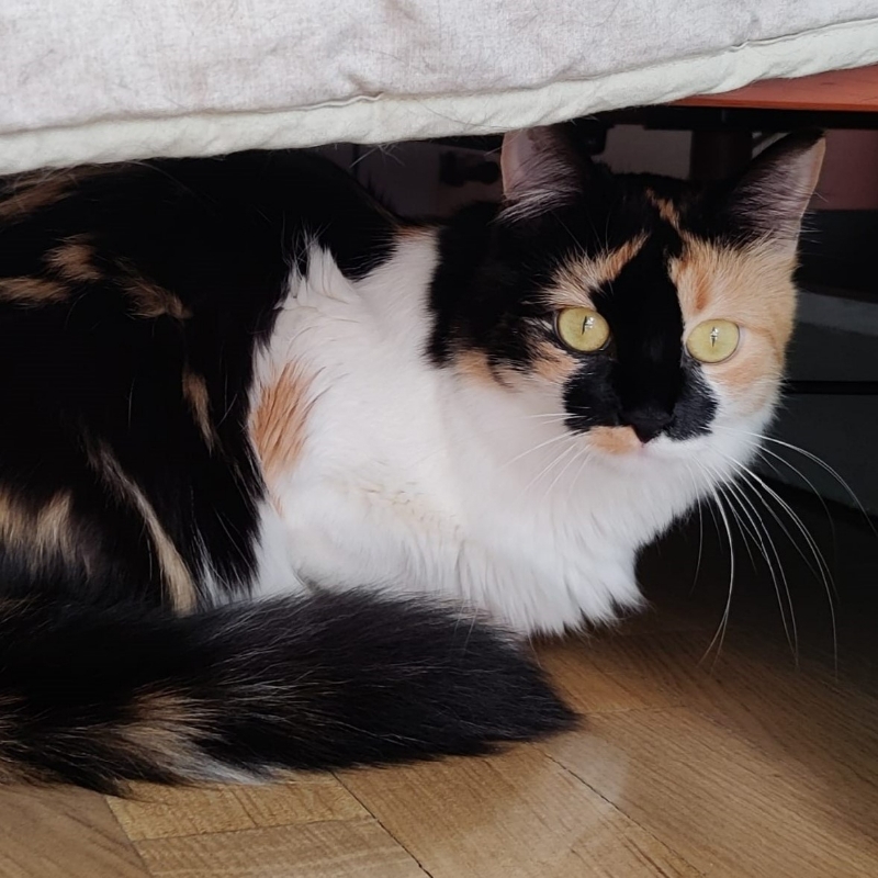 FaunaenCasa's tweet image. Mariah 🐱 fue adoptada por una #familia, pero un año después, ha vuelto a la #protectora, por causas que no tienen que ver con ella. Es una #gatita calicó de 4 años muy buena, aunque tímida. #AdoptaUnaGata en @PerrosMadGuada de #Madrid más información en bit.ly/42oHBBv