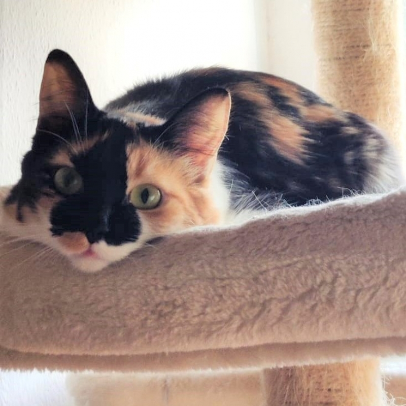 FaunaenCasa's tweet image. Mariah 🐱 fue adoptada por una #familia, pero un año después, ha vuelto a la #protectora, por causas que no tienen que ver con ella. Es una #gatita calicó de 4 años muy buena, aunque tímida. #AdoptaUnaGata en @PerrosMadGuada de #Madrid más información en bit.ly/42oHBBv