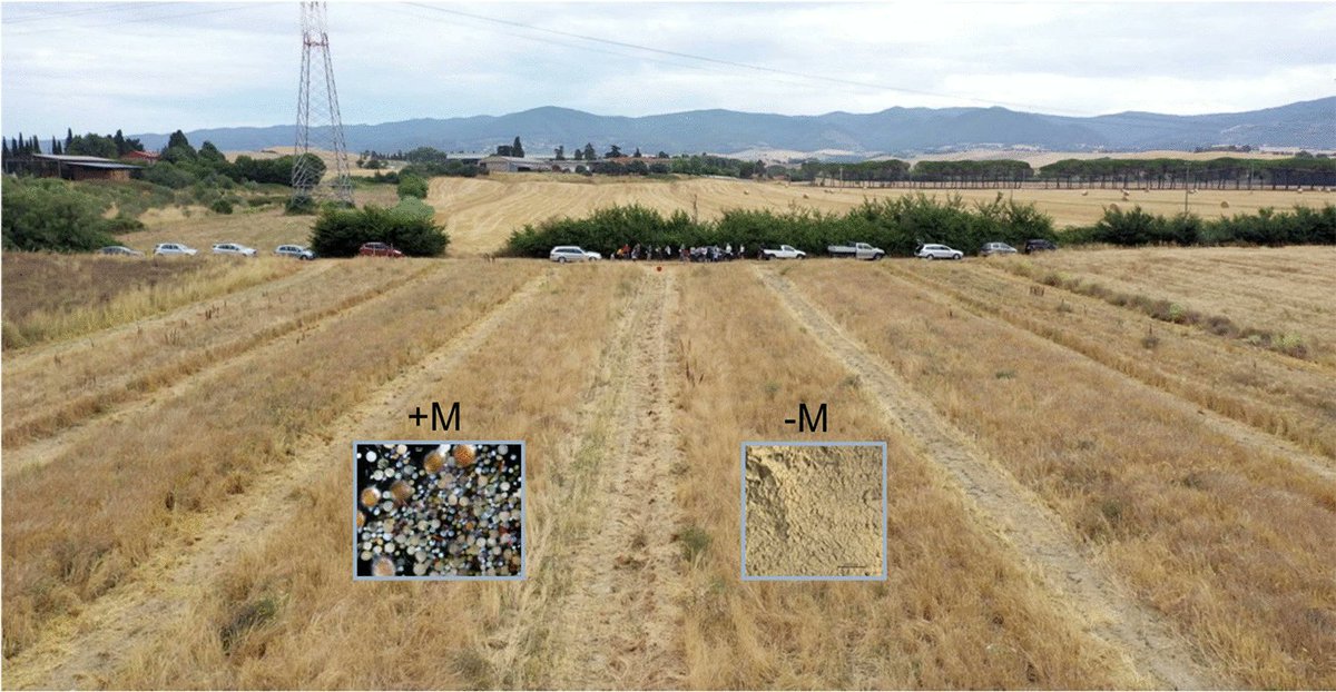 ASD_INRAE's tweet image. Marrassini, V., Ercoli, L., Paredes, A.V.A. et al. Positive response to inoculation with indigenous arbuscular mycorrhizal fungi as modulated by barley genotype. Agron. Sustain. Dev. 45, 21 (2025).
doi.org/10.1007/s13593…
#MycorrhizalYieldBenefit #MolecularDiversity