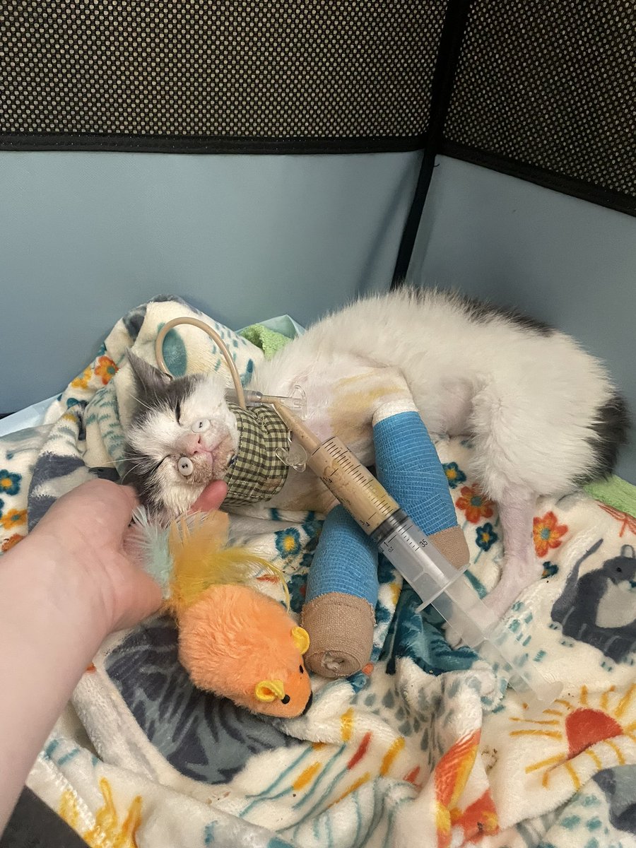 Friends of Bear Cat Rescue tweet media