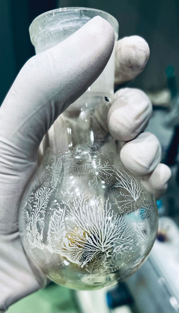 Aurelio Mateo-Alonso (@kokelab) on Twitter photo A photo of coralline crystals captured by <a href="/yogesh_maurya_/">Yogesh Kumar Maurya</a> has been selected for <a href="/cenmag/">C&EN (Chemical & Engineering News)</a>'s Chemistry in Pictures! See more here 👉cen.acs.org/synthesis/Chem…
@POLYMAT_BERC <a href="/Ikerbasque/">Ikerbasque</a> <a href="/ehu_kimika/">Kimika Fakultatea UPV/EHU</a> <a href="/upvehu/">UPV/EHU</a> A photo of coralline crystals captured by <a href="/yogesh_maurya_/">Yogesh Kumar Maurya</a> has been selected for <a href="/cenmag/">C&EN (Chemical & Engineering News)</a>'s Chemistry in Pictures! See more here 👉cen.acs.org/synthesis/Chem…
@POLYMAT_BERC <a href="/Ikerbasque/">Ikerbasque</a> <a href="/ehu_kimika/">Kimika Fakultatea UPV/EHU</a> <a href="/upvehu/">UPV/EHU</a>