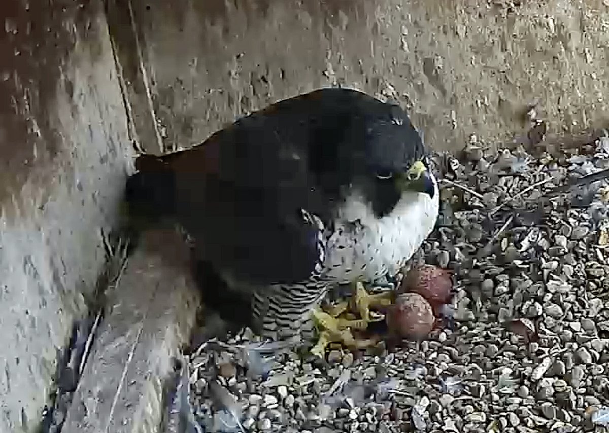 Jim Graham (@cropstonbirder) on Twitter photo The 2nd @LeicsPeregrines egg was laid <a href="/LeicsCathedral/">Leicester Cathedral</a> TEN days 14 hours and 45 minutes after the first. The disruption caused by the over-staying juvenile obviously had a significant effect.
<a href="/KRIIICentre/">KRIII Visitor Centre</a> The 2nd @LeicsPeregrines egg was laid <a href="/LeicsCathedral/">Leicester Cathedral</a> TEN days 14 hours and 45 minutes after the first. The disruption caused by the over-staying juvenile obviously had a significant effect.
<a href="/KRIIICentre/">KRIII Visitor Centre</a>