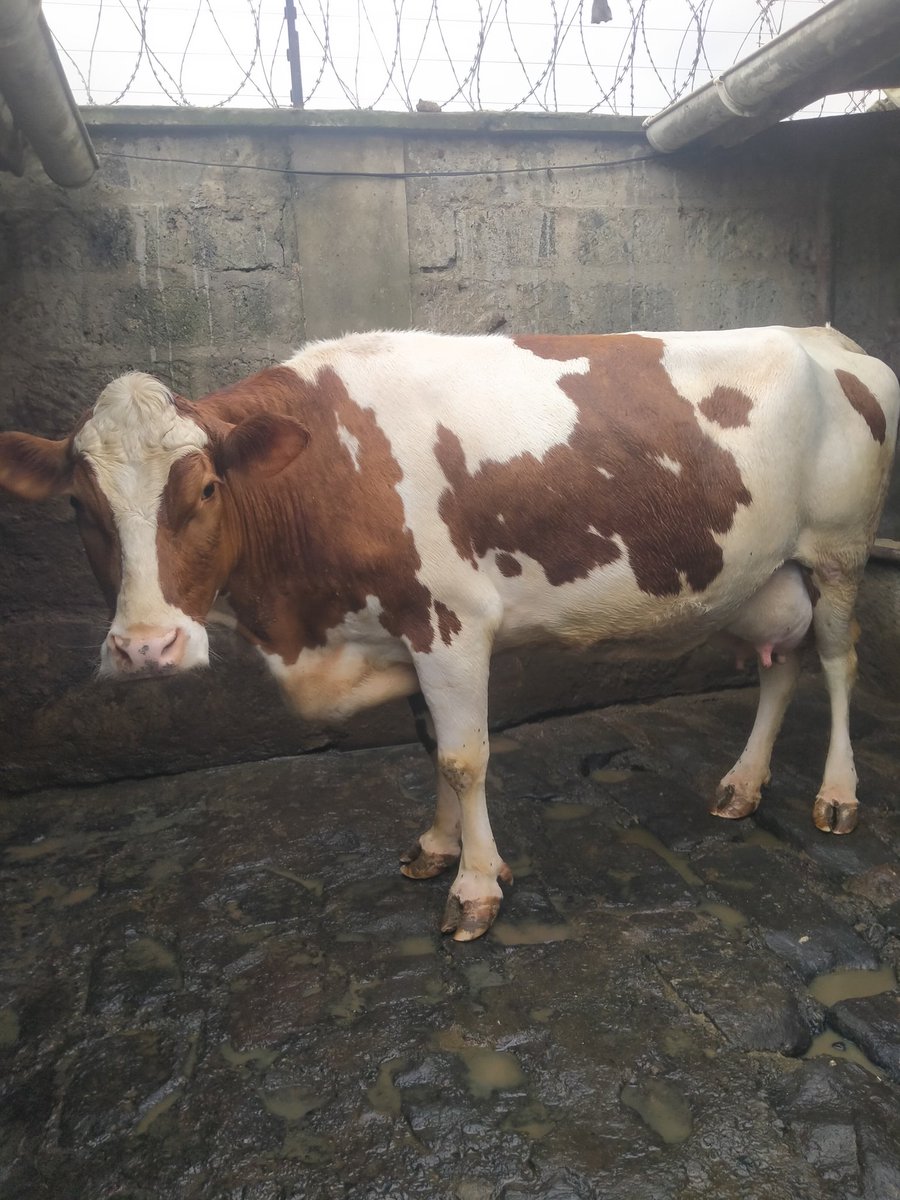 Juliusnjau6's tweet photo. Super Pedigree Giant Dry 8 months incalf served with selected semen for more info contact 0716512503
Gachagua Meru Uhuru Dairy Farming Farm Agriculture Cows https://t.co/FxCPms957f