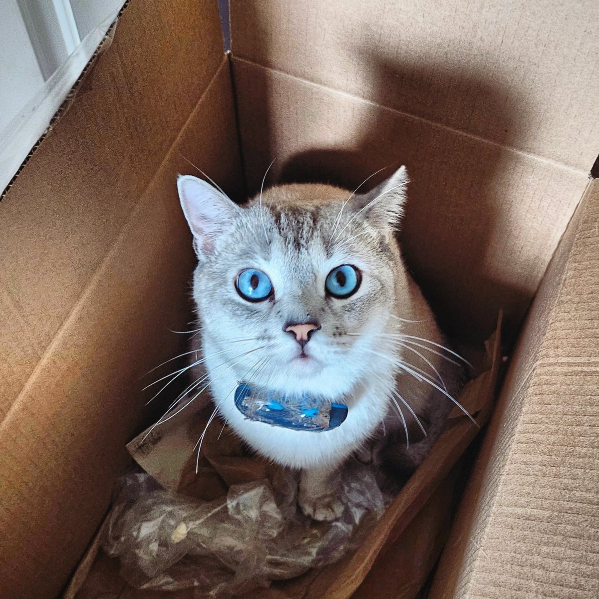 The legendary Ponchik tactic:
If I fits, I sits. Box mode activated.