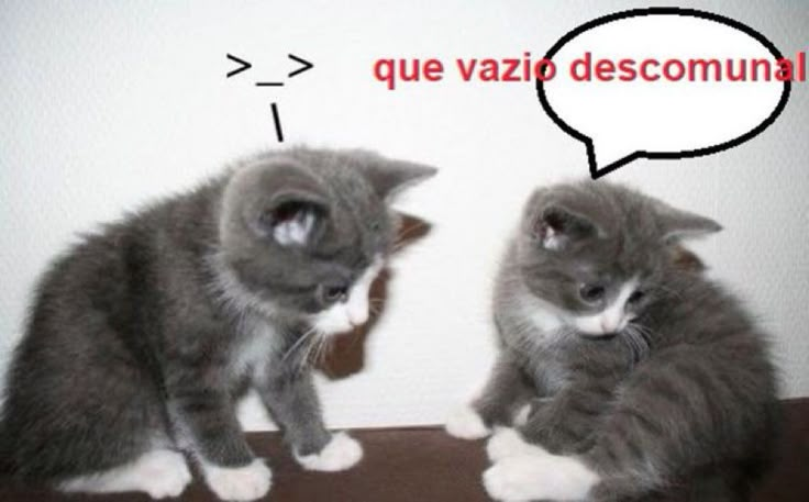 perfil dedicado a gatinhos e peitos (@odeiootaco) on Twitter photo 