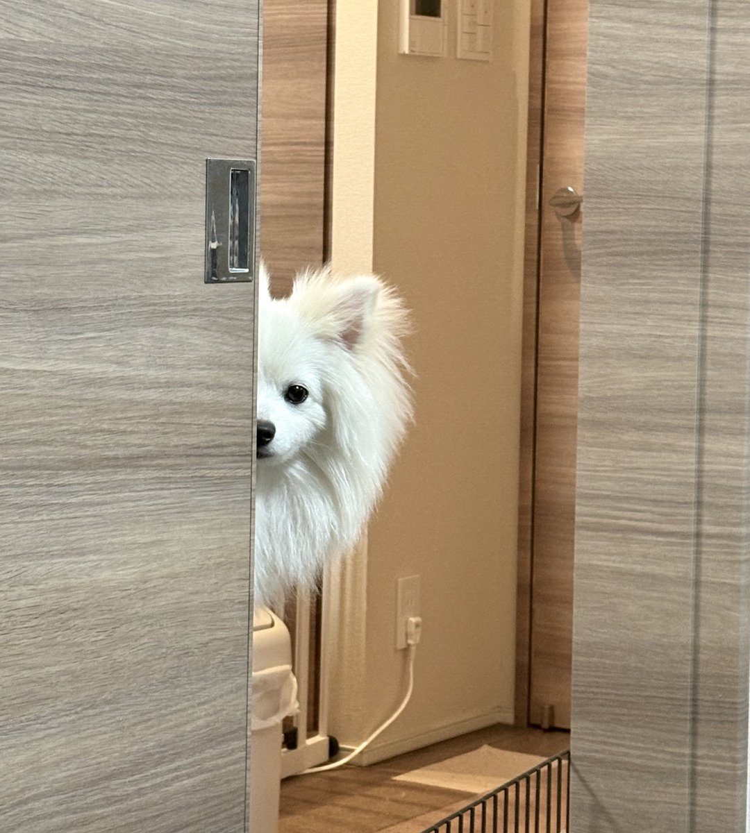 ポメは見た