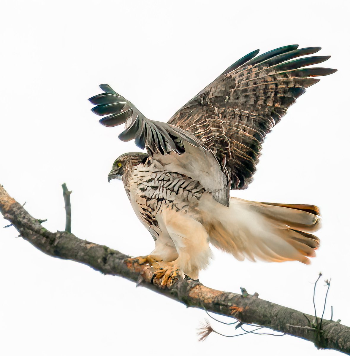 mnaussie2's tweet image. Busy

In Minnesota, the behavior of a red-tailed hawk in spring differs from other times of the year due to breeding, nesting, and food availability. Right now they are busy courting, rebuilding or repairing old nests as the female gets ready to lay eggs in April

#Xhawks #Xbirds