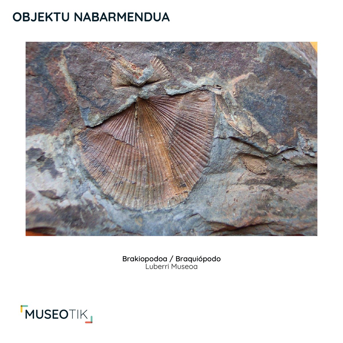 📢 Aste honetako Museotik webgunean nabarmendutako objektua hauxe da: Luberri Museoko brakiopodo fosil bat🦪⏳

📢 El objeto destacado de la web de Museotik de esta semana es… un braquiópodo fósil del Luberri Museoa. 🦪⏳

<a href="/luberrimuseo/">Luberrimuseoa</a> 
#Museotik #EuskalMuseoak #MuseosVascos
