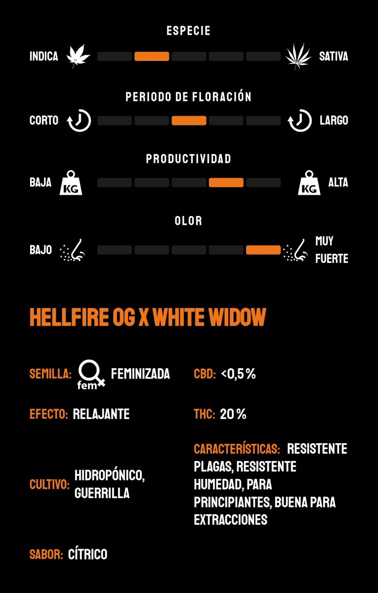 KannabiaSeeds's tweet photo. 😎 HELLFIRE OG 🔥by #KannabiaSeeds 🌱 @IntKannabia @Kannabia_Samen @Kannabia_US

📷 Credits: (IG) @bionic_grower_ Thanks! 🙌😍🧡💚

ℹ️ #HellfireOG #seeds
➡️ https://t.co/VzppInf3tO

Fem ♀️
Hellfire OG X White Widow 
Indica dominant hybrid

#cannabisculture #Kannabia #420friendly