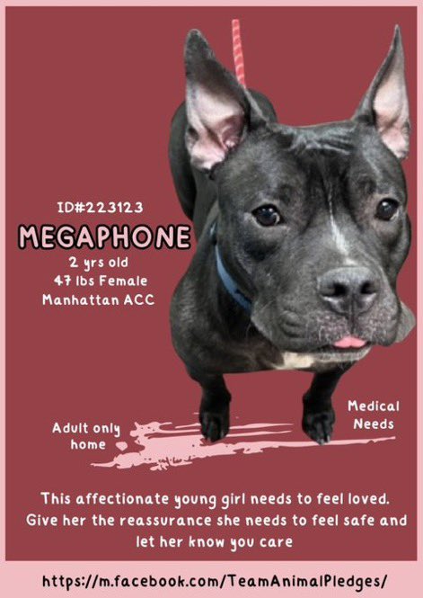 🆕 Intake- Megaphone- 2️⃣ yrs-#MACC
🆔2️⃣2️⃣3️⃣1️⃣2️⃣3️⃣-Manhattan ACC

Medical 🏥 Needs - 👩👨🏼 🏡 

This Gorgeous Pibble girl is a Pocket Pibble- perfect size for a Manhattan loft
Her Tongue out pic is adorable but her eye are so sad- she’s crestfallen 4️⃣ being dumped- Let’s save her🙏🏻