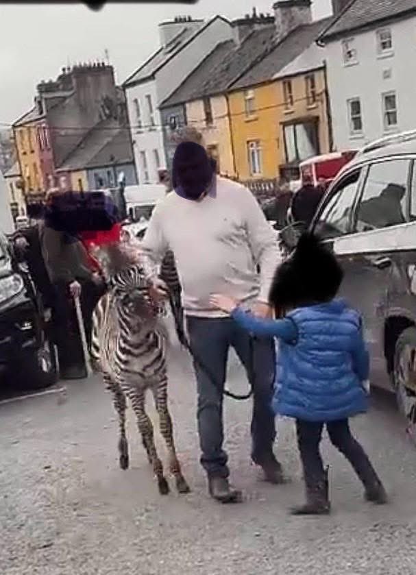 ENNISTYMON HORSE FAIR
Co. Clare at the horse fair . 

A poor zebra…there’s enough cruelty in this country without adding another poor animal to the mix 🤬🤬🤬🤬🤬

Pony and zebra in a local bar!!!! An Garda Síochána Department of Agriculture, Food and the Marine
Wouldn’t take