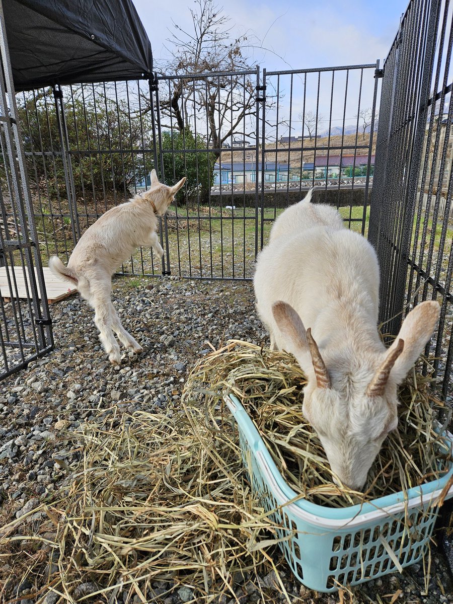 ガブめずらしく怒らない🐐