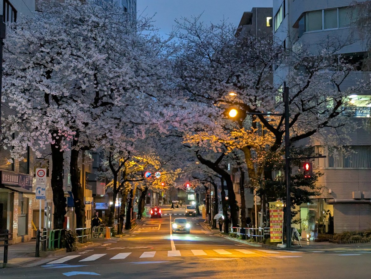 hidesato205's tweet photo. 靖国南門前の桜のトンネル、路地を曲がったとこが私んち
去年秋には病気のためもう一歩で死ぬところだったけど今年も見ることができた。木曜まで☔️、消えてしまうがきっと来年も咲くよね
床屋の帰り、ライトアップの瞬間🔦 https://t.co/39vZxrIG0i