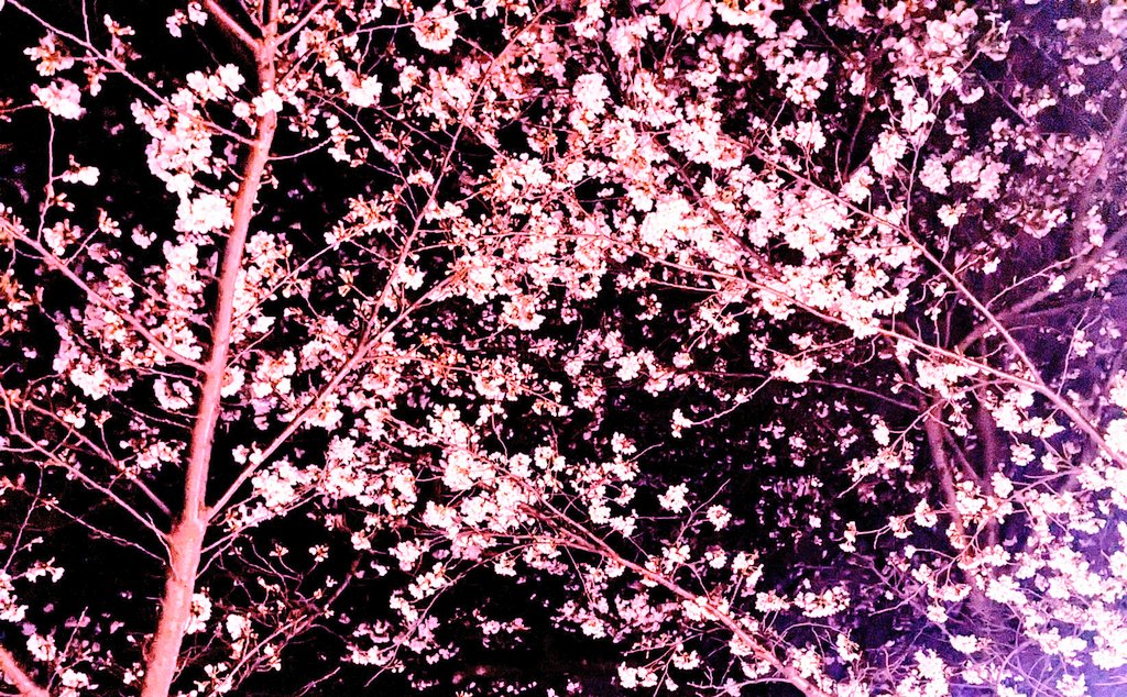「夜桜 」|ふみおみお｜受かれば夏コミ予定のイラスト