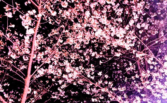 夜桜 