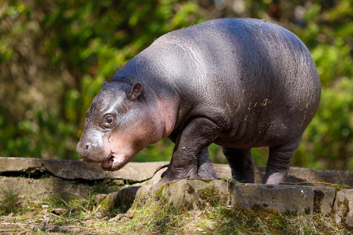 EdinburghZoo's tweet image. When you are a baby pygmy hippo even the smallest jump requires a lot of bravery ✨
Luckily Haggis is a little daredevil and loves exploring her outdoor habitat 🗺️
Book online to save 👉 bit.ly/3uP0AcB