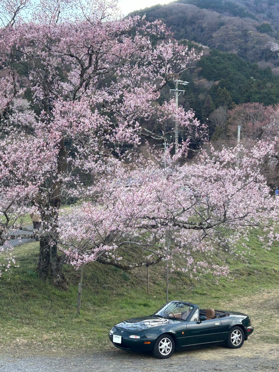 NaKaeru's tweet photo. 2025.03.30

桜ドライブ🌸

#霞間ケ渓
#池田ふれあい街道
#池田町
#NAロードスター
#ユーノスロー���スター
#ロードスター
#桜と愛車
#whthMazda https://t.co/AQC3ETf5T4