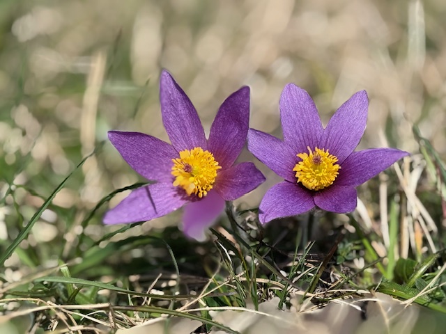 If you are thinking of visiting the cave over the next few weeks, then why not also take a walk along Therfield Heath to see the very rare Pasqueflower that are now in bloom. #flowers #daysoutinhertfordshire