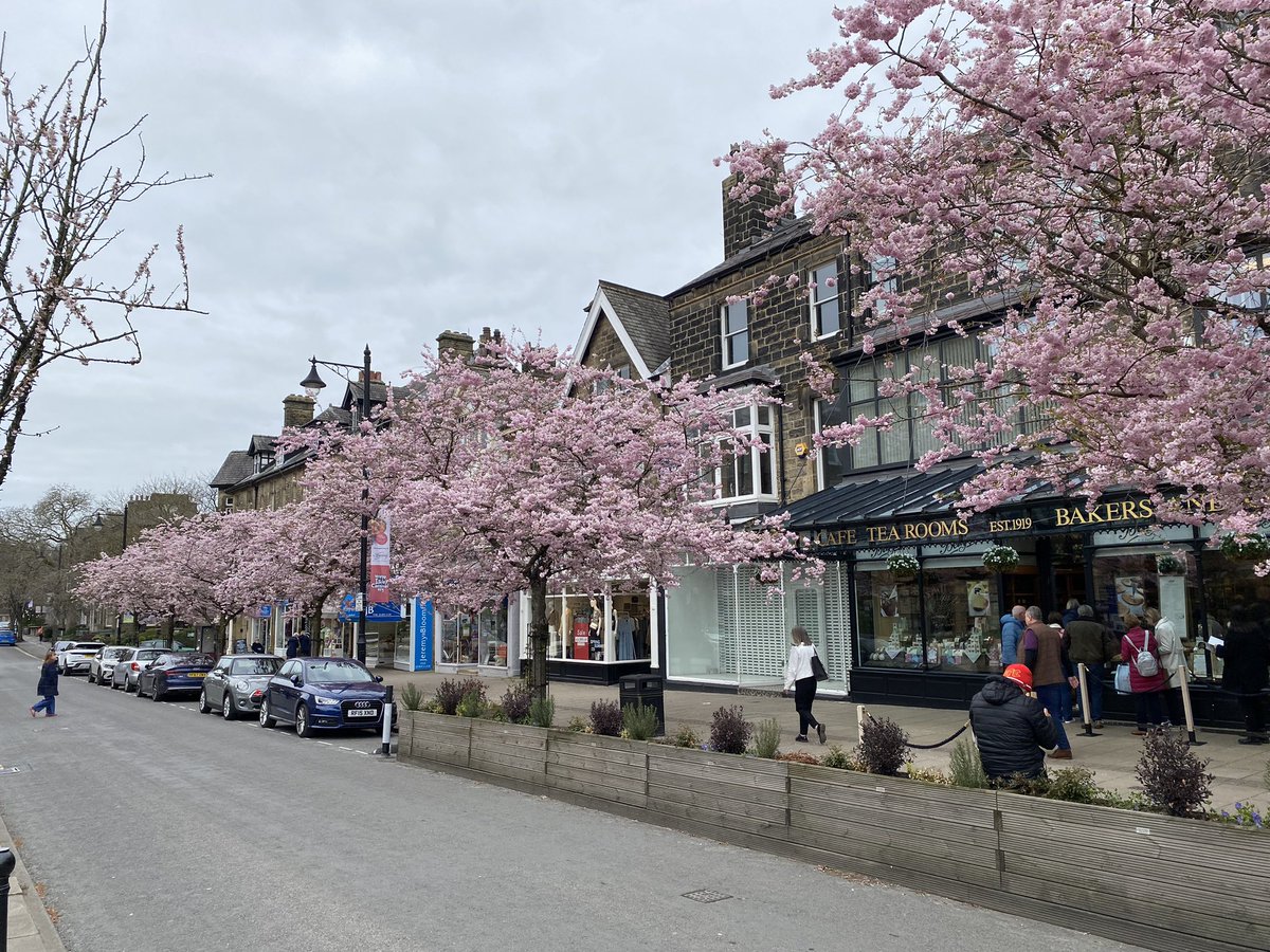 The blossom in Ilkley looking great today