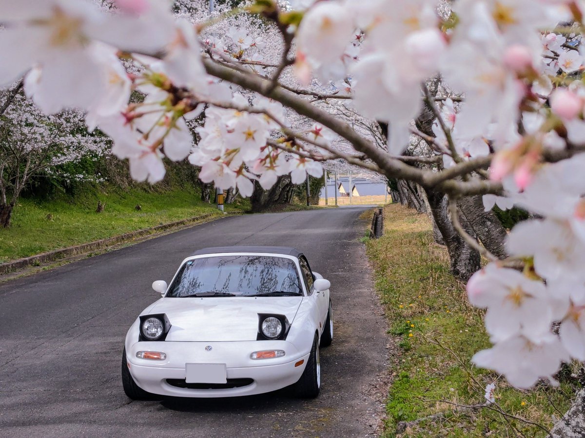 桜×ロードスター🌸.*･ﾟ