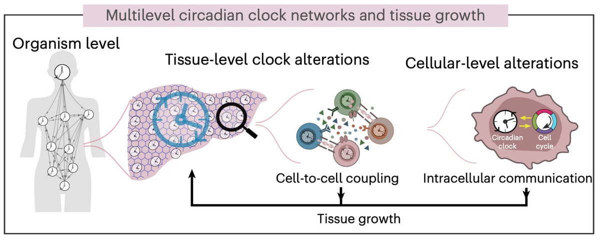 Major work out in <a href="/NaturePhysics/">Nature Physics</a>!
Led by <a href="/NicaGutu/">Nica Gutu</a> &amp; Malthe Nordentoft — a multi-lab collaboration.

We show that the degree of circadian coherence between cells tunes proliferation rate 📈.

Disrupting coupling breaks clock–cell cycle coordination. 
👉rdcu.be/efNaY
