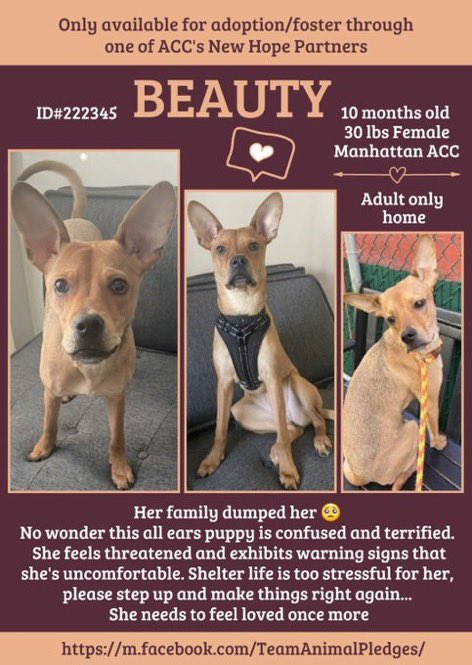 🆕 Intake- Beauty - 1️⃣0️⃣MONTHS old

🆔2️⃣2️⃣2️⃣3️⃣4️⃣5️⃣- Manhattan ACC

🆕 Hope Rescue- 👨🏼👩 🏡-Kill 💉 🎯 

Okay another baby set up to fail👿 

#UnicornFoster #NewHopeRescue Let’s get the Pledge Party started 2️⃣attract 🛟 
#SaveBeautyNYCACC She’s a freakin BABY☹️🚫#DeathRowPups 🙏🏻🤞🏻