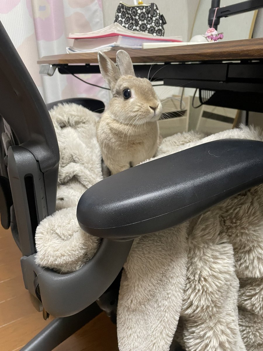 アーロンチェアに座るおもち🐰