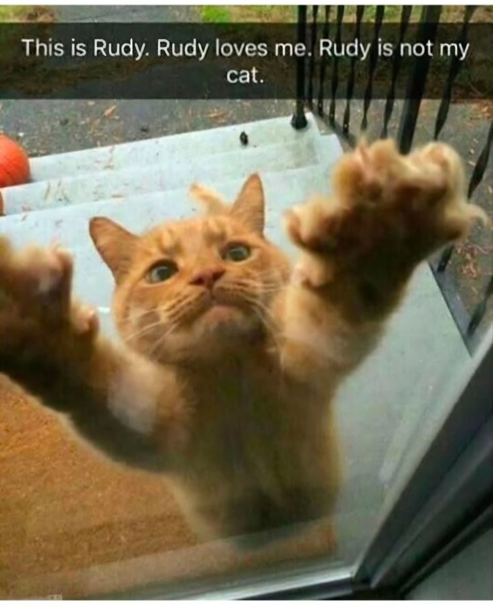 Why you should have a cat tweet media