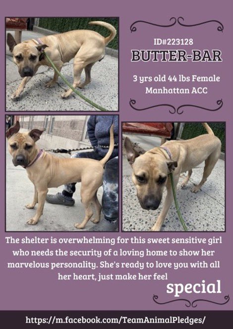 🆕 Intake- Butter-Bar- 3️⃣ yrs- #MACC

🆔2️⃣2️⃣3️⃣1️⃣2️⃣8️⃣ - Manhattan ACC
Beautiful Butter-Bar is stressed &amp; overwhelmed in the pound☹️Let’s network her B4️⃣she becomes 💉 🎯🤞🏻
Adopt - Foster - Pledge -Share 🙏🏻🤞🏻
She’ll ♥️U 4️⃣EVER 🙏🏻

#FostersMakeRescueHappen
#SaveButterBarNYCACC ♥️