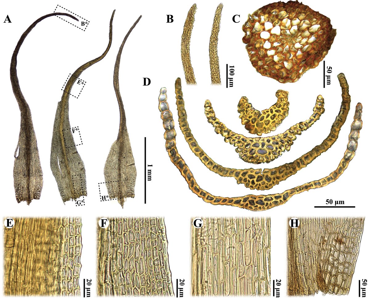 PhytoKeys's tweet photo. After nearly a century of mystery, researchers have confirmed that the elusive Japanese moss Arctoa schistioides is a synonym of Kiaeria falcata, resolving a 95-year-old taxonomic puzzle.

🔗 https://t.co/4Ppc7A1qSL 

#Rhabdoweisiaceae https://t.co/YCVI3VWkLA