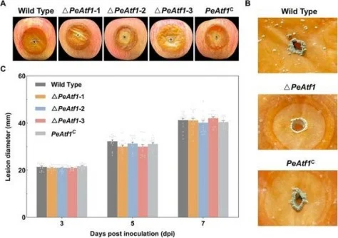 newswise's tweet image. Decoding Fungal Virulence: The Role of Chromatin Structure in Postharvest Pathogens
newswise.com/articles/decod…
@CAS__Science 
#fungal #FungalTreatment #fungalpathogen #fungalnailtreatment