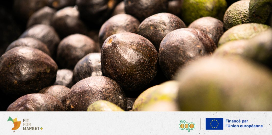 #COLEADNews - #COLEADNews - A recent study shares insights from a digital tech pilot with the Uganda Avocado Association, to boost the Hass avocado sector in East Africa🥑  
 📖 Read more: bit.ly/4ixF4wh 
#FFM+ #COLEADinUganda #SustainableAgriculture #ResearchInnovation